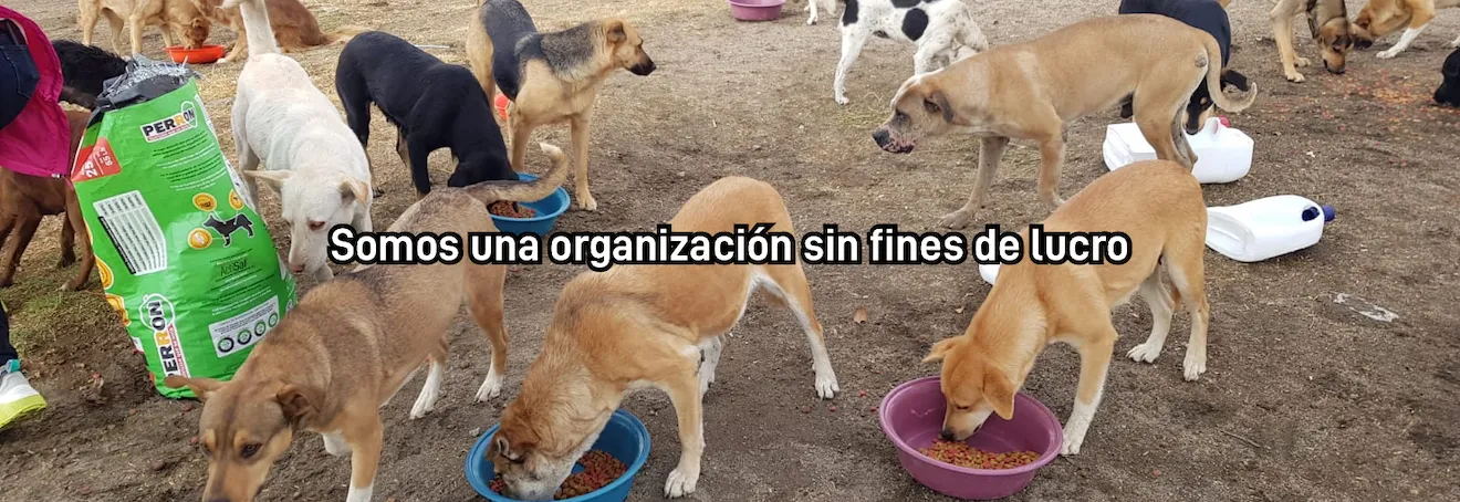 Patitas sin rumbo